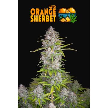 Orange Sherbet Auto 3 seeds
