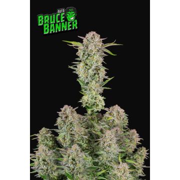 Bruce Banner Auto 3 seeds