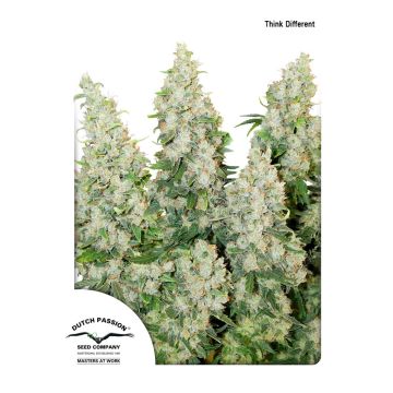 Auto Think Different - 7 seeds