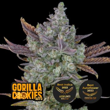 Gorilla Cookies Auto 3 seeds