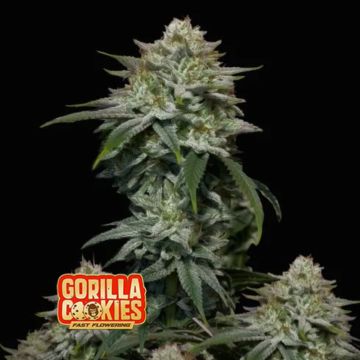 Gorilla Cookies (FF) Fast Flowering