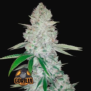 Gorilla Glue Auto 3 seeds