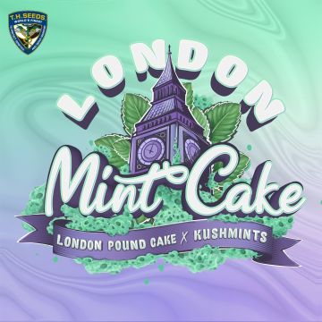 London Mint Cake - 2 seeds