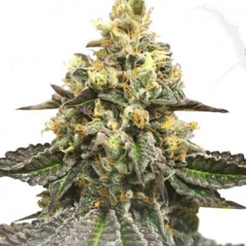 French Cookies x Birthday Cake (Limited Edition) 11 regular seeds