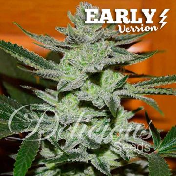 Unknown Kush - Early Version