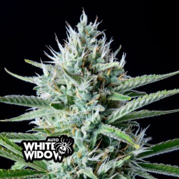 White Widow Auto 3 seeds